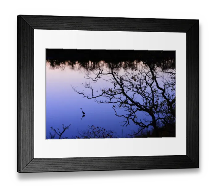 Framed Print : Goliath heron (Ardea goliath) near Mopani Dam at dusk, Kruger National Park, Transvaal Framed Print : Goliath heron (Ardea goliath) near Mopani Dam at dusk, Kruger National Park, Transvaal