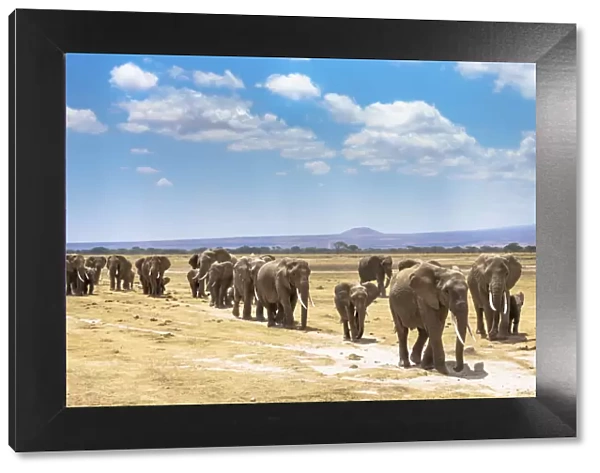 African elephants (Loxodonta africana) large family group on migration, Amboseli National Park