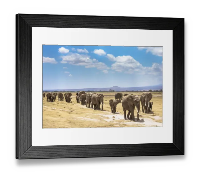 Framed Print : African elephants (Loxodonta africana) large family group on migration, Amboseli National Park Framed Print : African elephants (Loxodonta africana) large family group on migration, Amboseli National Park