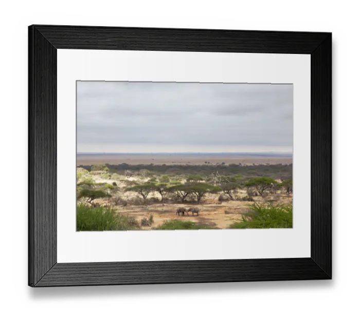 Framed Print : African elephants (Loxodonta africana) two bulls sparring at the waterhole in front of the lodge Framed Print : African elephants (Loxodonta africana) two bulls sparring at the waterhole in front of the lodge