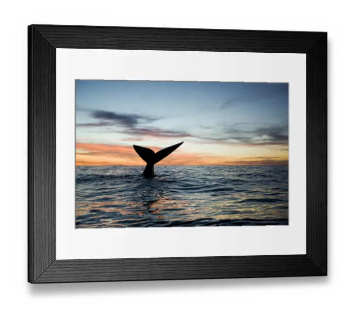 Framed Print : Tail of Southern right whale (Eubalaena australis) at sunset, Golfo Nuevo, Peninsula Valdes Framed Print : Tail of Southern right whale (Eubalaena australis) at sunset, Golfo Nuevo, Peninsula Valdes