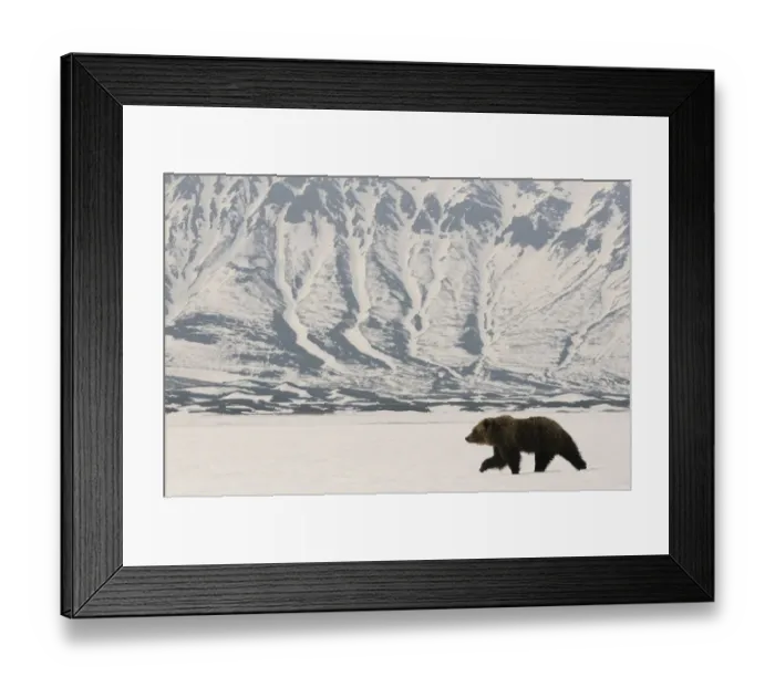 Framed Print : Kamchatka Brown Bear (Ursus arctos beringianus) recently risen from hibernation in Framed Print : Kamchatka Brown Bear (Ursus arctos beringianus) recently risen from hibernation in
