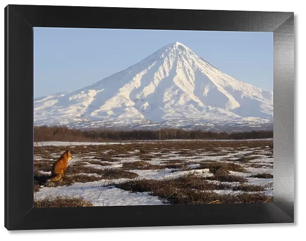 Red Fox (Vulpes vulpes) in wide landscape with Kronotsky Volcano on the horizon
