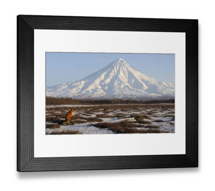 Framed Print : Red Fox (Vulpes vulpes) in wide landscape with Kronotsky Volcano on the horizon Framed Print : Red Fox (Vulpes vulpes) in wide landscape with Kronotsky Volcano on the horizon