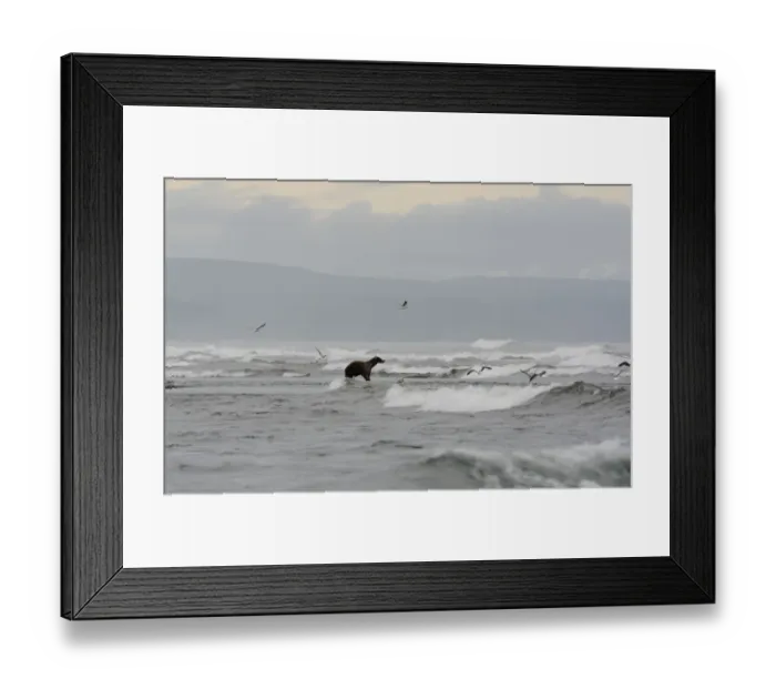 Framed Print : Kamchatka Brown Bear (Ursus arctos beringianus) on the Pacific coast of Kamchatka Framed Print : Kamchatka Brown Bear (Ursus arctos beringianus) on the Pacific coast of Kamchatka