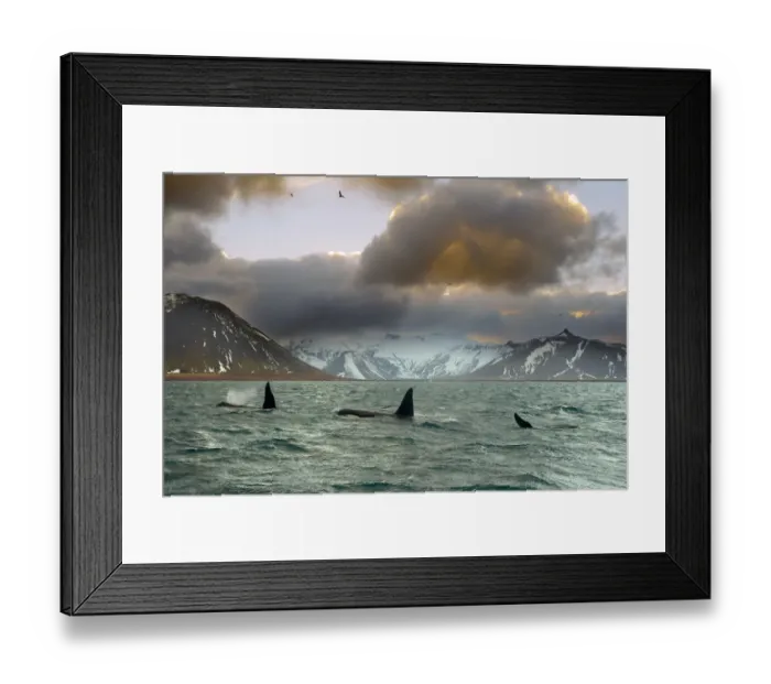 Framed Print : Orcas (Orcinus orca) pod feeding on herring, wide shot showing surrounding landscape Framed Print : Orcas (Orcinus orca) pod feeding on herring, wide shot showing surrounding landscape