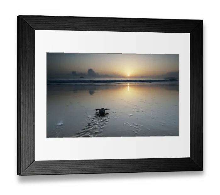 Framed Print : Leatherback Turtle Hatchling (Dermochelys coriacea) crossing a beach towards the sea at dawn Framed Print : Leatherback Turtle Hatchling (Dermochelys coriacea) crossing a beach towards the sea at dawn