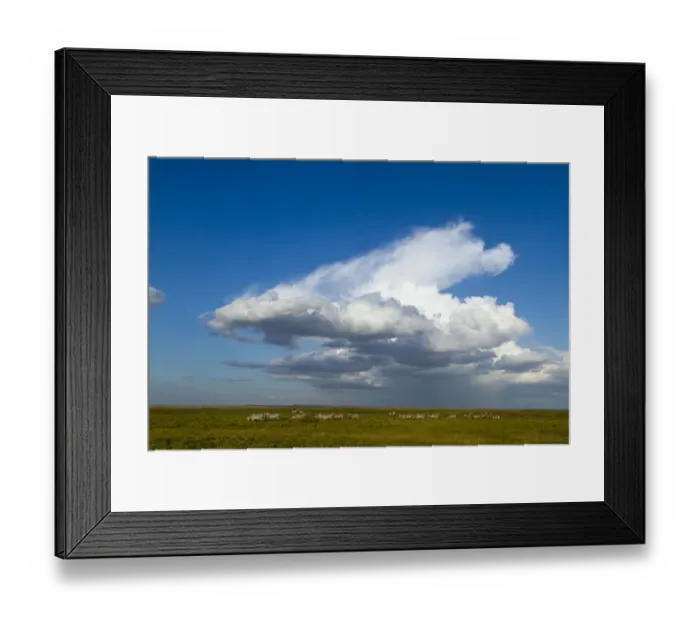 Framed Print : Grants zebra (Equus burchelli boehmi) herd with large cloud above, Amboseli National Park Framed Print : Grants zebra (Equus burchelli boehmi) herd with large cloud above, Amboseli National Park