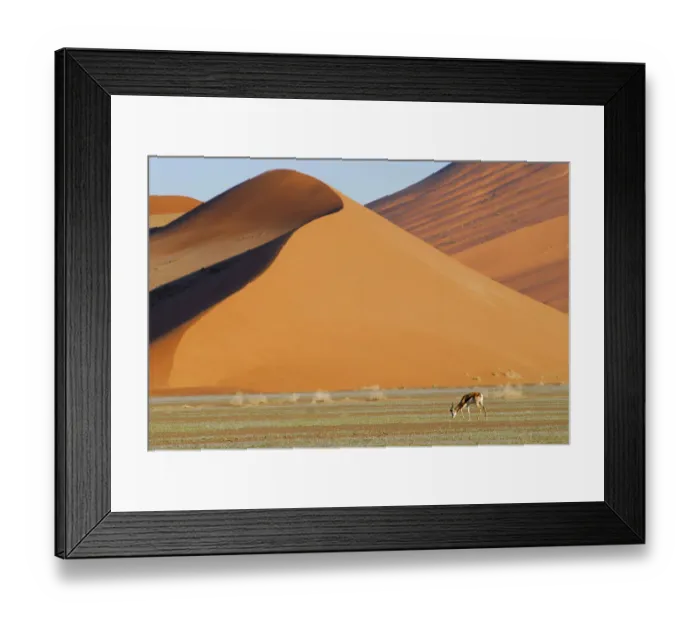 Framed Print : Springbok (Antidorcas marsupialis) grazing in front of sand dunes, Namib Naukluft Park Framed Print : Springbok (Antidorcas marsupialis) grazing in front of sand dunes, Namib Naukluft Park