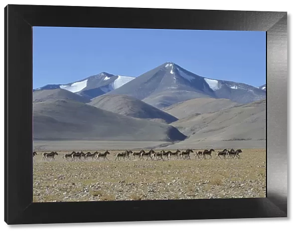 Herd of Tibetan Wild Asses  /  Kiang (Equus kiang) ChangThang, Tso Kar lake