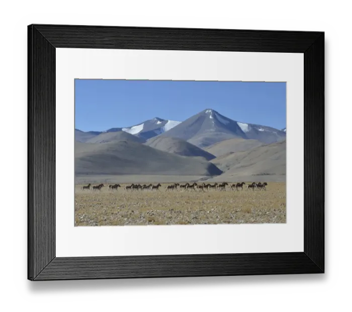 Framed Print : Herd of Tibetan Wild Asses / Kiang (Equus kiang) ChangThang, Tso Kar lake Framed Print : Herd of Tibetan Wild Asses / Kiang (Equus kiang) ChangThang, Tso Kar lake