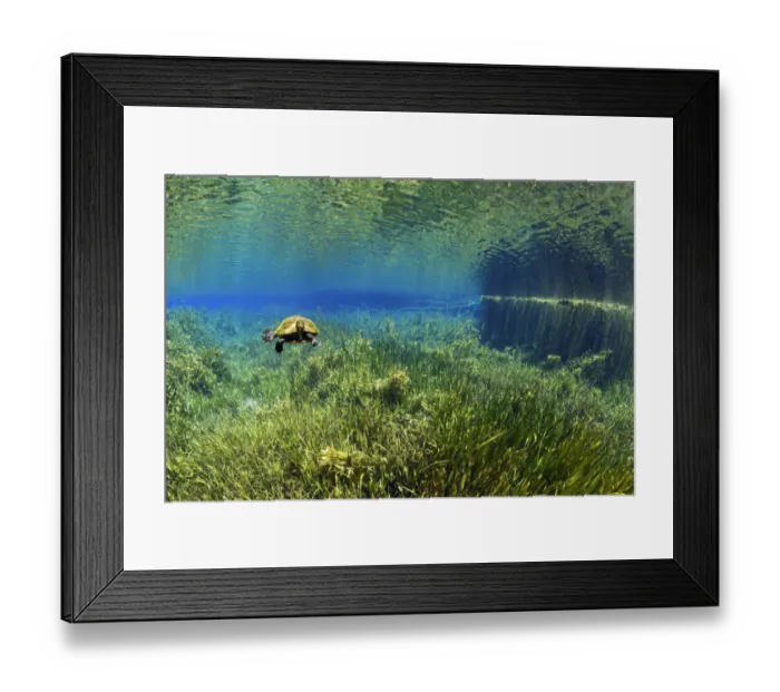 Framed Print : Florida Red-bellied Turtle (Pseudemys nelsoni) Rainbow Springs, Rainbow Springs State Park Framed Print : Florida Red-bellied Turtle (Pseudemys nelsoni) Rainbow Springs, Rainbow Springs State Park