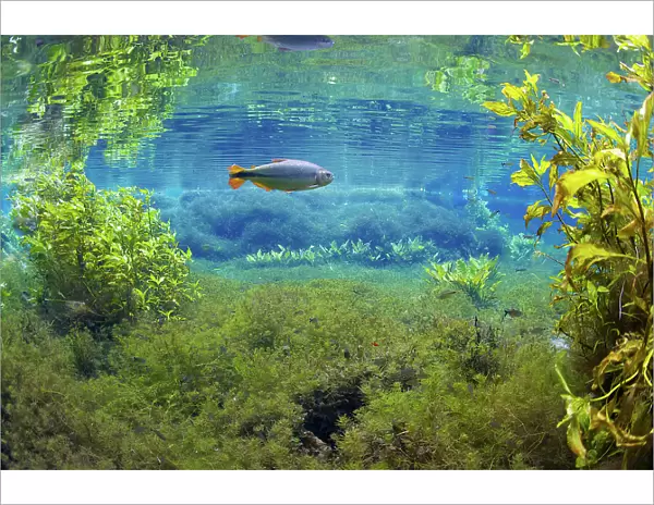 Piraputanga fish (Brycon hilarii) in underwater landscape, Aquario Natural, Rio Baia Bonito, Bonito area, Serra da Bodoquena (Bodoquena Mountain Range), Mato Grosso do Sul, Brazil