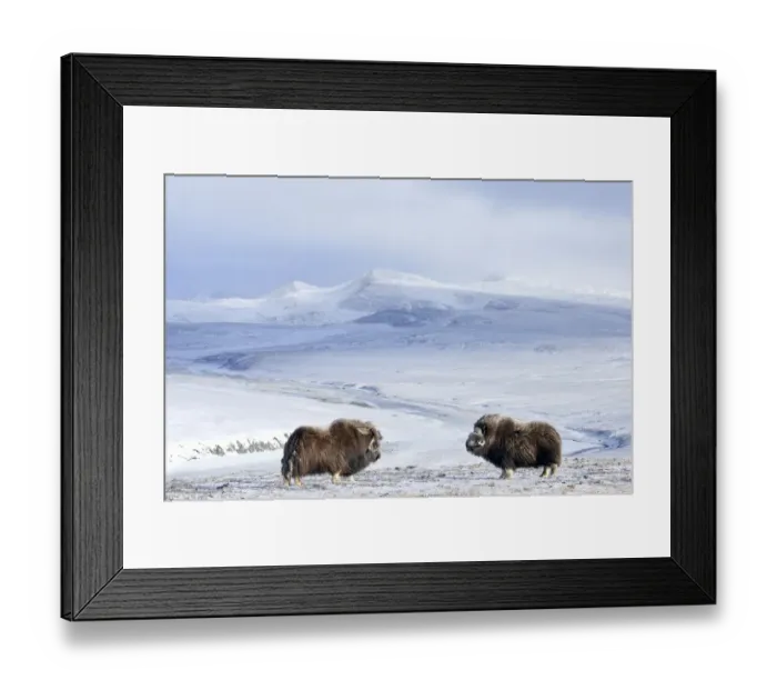 Framed Print : Musk ox (Ovibos moschatus) two in habitat, Wrangel Island, Far Eastern Russia, October Framed Print : Musk ox (Ovibos moschatus) two in habitat, Wrangel Island, Far Eastern Russia, October