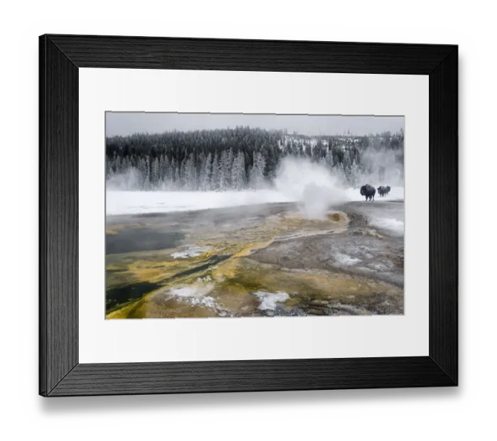 Framed Print : American Bison (Bison bison) foraging in the snow, Yellowstone National Park, Wyoming, USA Framed Print : American Bison (Bison bison) foraging in the snow, Yellowstone National Park, Wyoming, USA