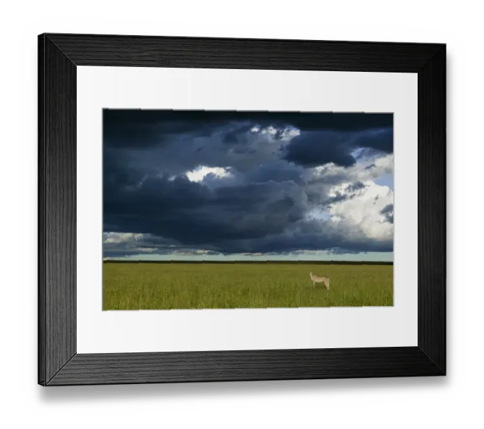 Framed Print : Cheetah (Acinonyx jubatus) female standing below dark storm clouds, Masai-Mara game reserve, Kenya Framed Print : Cheetah (Acinonyx jubatus) female standing below dark storm clouds, Masai-Mara game reserve, Kenya