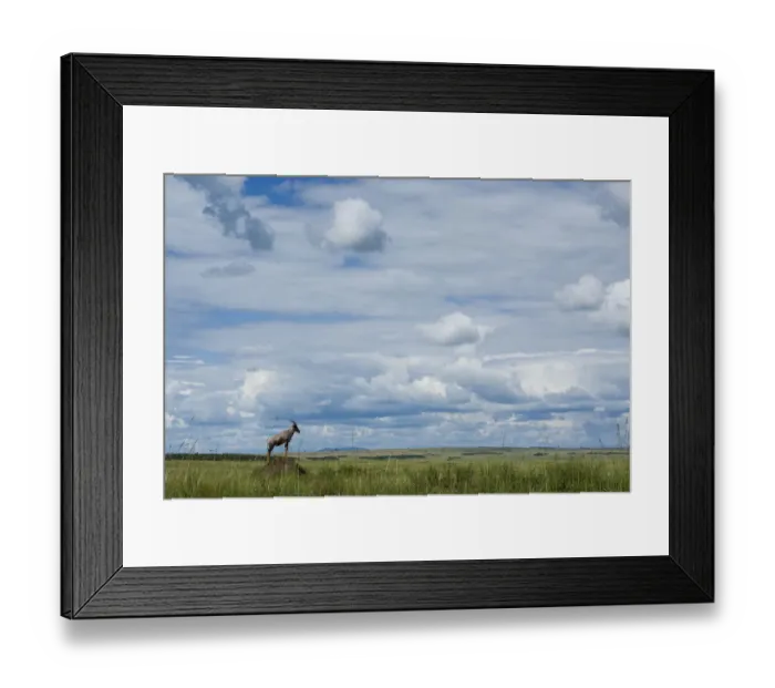 Framed Print : Topi (Damaliscus korrigum / Damaliscus lunatus) territorial male standing on mound Framed Print : Topi (Damaliscus korrigum / Damaliscus lunatus) territorial male standing on mound