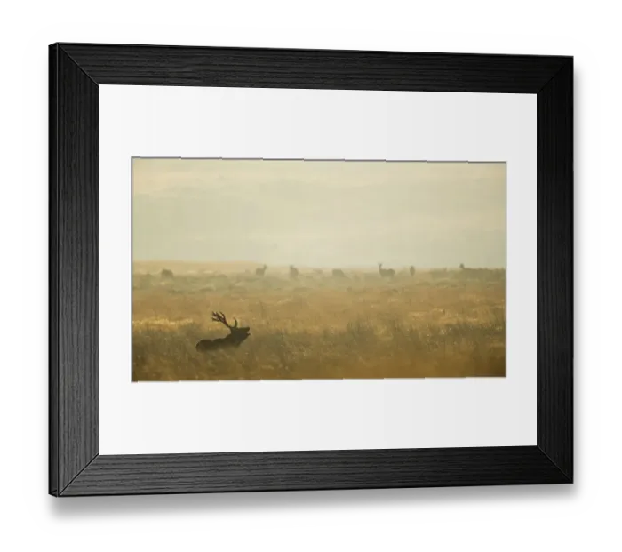 Framed Print : Red deer (Cervus elaphus) stag bellowing during rut, Derbyshire, UK Framed Print : Red deer (Cervus elaphus) stag bellowing during rut, Derbyshire, UK