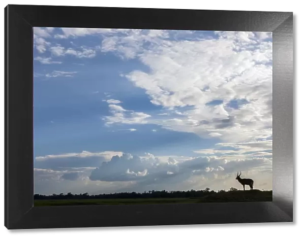 Single Male waterbuck (Kobus ellipsiprymnus) in distance silhouetted against big sky and clouds