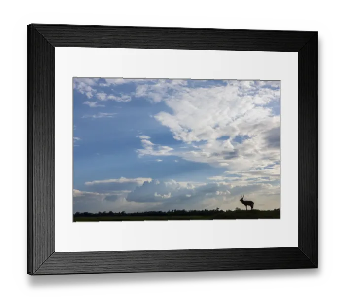 Framed Print : Single Male waterbuck (Kobus ellipsiprymnus) in distance silhouetted against big sky and clouds Framed Print : Single Male waterbuck (Kobus ellipsiprymnus) in distance silhouetted against big sky and clouds