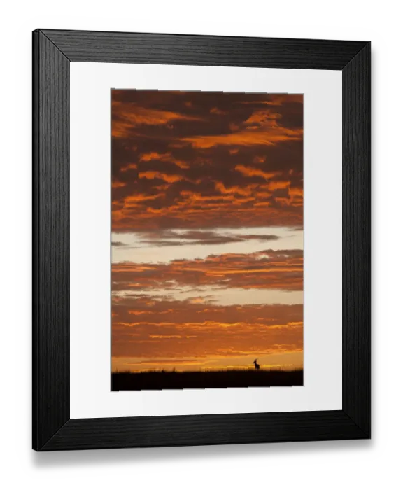 Framed Print : Male impala (Aepyceros melampus) at sunrise, Masai-Mara Game Reserve, Kenya. September Framed Print : Male impala (Aepyceros melampus) at sunrise, Masai-Mara Game Reserve, Kenya. September