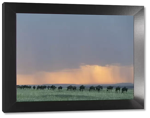 Wildebeest (Connochaetes taurinus) herd walking in a line in the rain at sunset