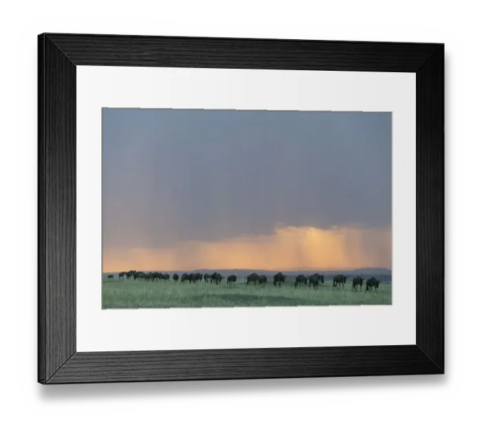 Framed Print : Wildebeest (Connochaetes taurinus) herd walking in a line in the rain at sunset Framed Print : Wildebeest (Connochaetes taurinus) herd walking in a line in the rain at sunset
