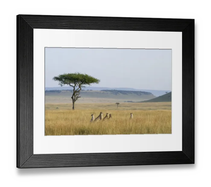 Framed Print : Cheetah (Acinonyx jubatus) female with cubs sitting in long grass during the dry season Framed Print : Cheetah (Acinonyx jubatus) female with cubs sitting in long grass during the dry season