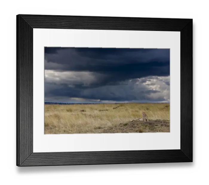 Framed Print : Cheetah (Acinonyx jubatus) resting on a termite hill and storm brewing, Masai-Mara Game Reserve Framed Print : Cheetah (Acinonyx jubatus) resting on a termite hill and storm brewing, Masai-Mara Game Reserve
