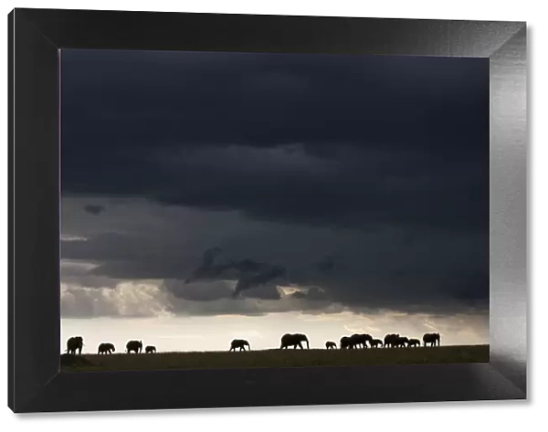 African elephant (Loxodonta africana) herd silhouetted in distance walking through a storm