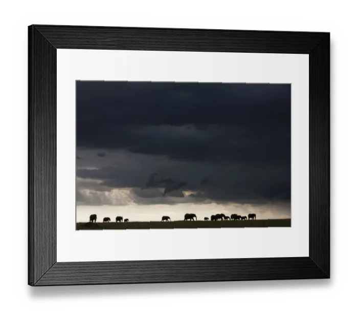 Framed Print : African elephant (Loxodonta africana) herd silhouetted in distance walking through a storm