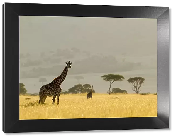 Masai giraffes (Giraffa camelopardalis tippelskirchi) in dry season, Masai-Mara Game Reserve, Kenya