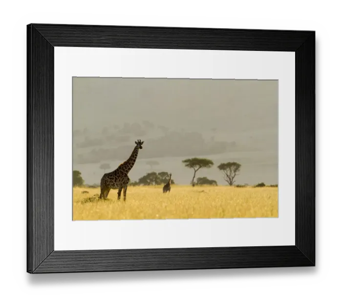 Framed Print : Masai giraffes (Giraffa camelopardalis tippelskirchi) in dry season, Masai-Mara Game Reserve, Kenya Framed Print : Masai giraffes (Giraffa camelopardalis tippelskirchi) in dry season, Masai-Mara Game Reserve, Kenya