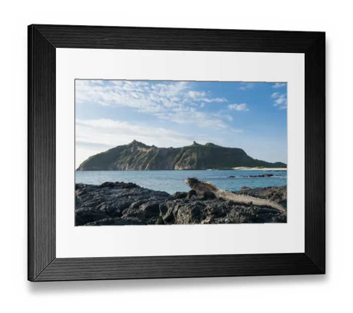 Framed Print : Marine iguana (Amblyrhynchus cristatus) on coast, Galapagos Framed Print : Marine iguana (Amblyrhynchus cristatus) on coast, Galapagos
