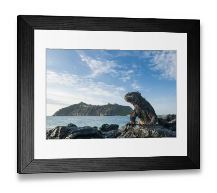 Framed Print : Marine iguana (Amblyrhynchus cristatus) on coast, Galapagos Framed Print : Marine iguana (Amblyrhynchus cristatus) on coast, Galapagos