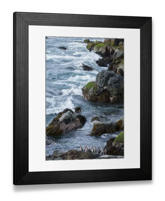 Framed Print : Humboldt penguin (Spheniscus humboldti) group gathering at landing site. Tilgo Island Framed Print : Humboldt penguin (Spheniscus humboldti) group gathering at landing site. Tilgo Island