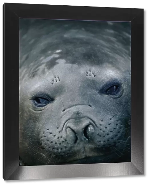 Southern elephant seal {Mirounga leonina} female portrait. Valdez, Argentina
