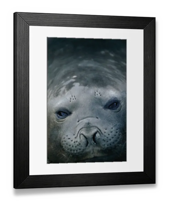 Framed Print : Southern elephant seal {Mirounga leonina} female portrait. Valdez, Argentina Framed Print : Southern elephant seal {Mirounga leonina} female portrait. Valdez, Argentina
