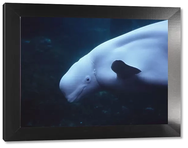 RF- White whale  /  Beluga (Delphinapterus leucas), head portrait