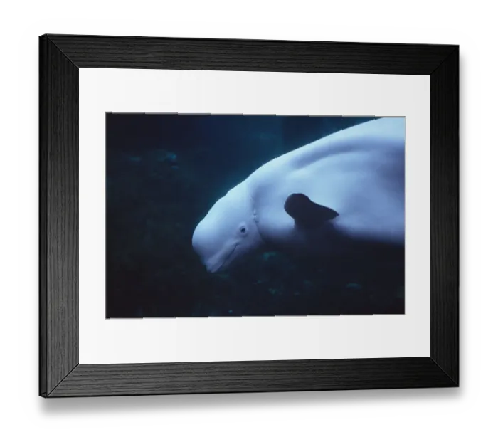 Framed Print : RF- White whale / Beluga (Delphinapterus leucas), head portrait Framed Print : RF- White whale / Beluga (Delphinapterus leucas), head portrait