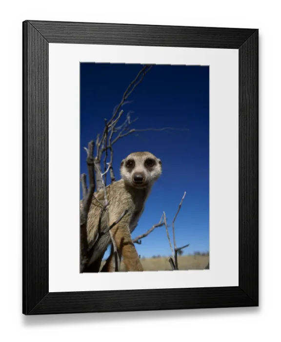 Framed Print : Meerkat looking into lens {Suricata suricatta} Tswalu Kalahari Reserve, South Africa Framed Print : Meerkat looking into lens {Suricata suricatta} Tswalu Kalahari Reserve, South Africa