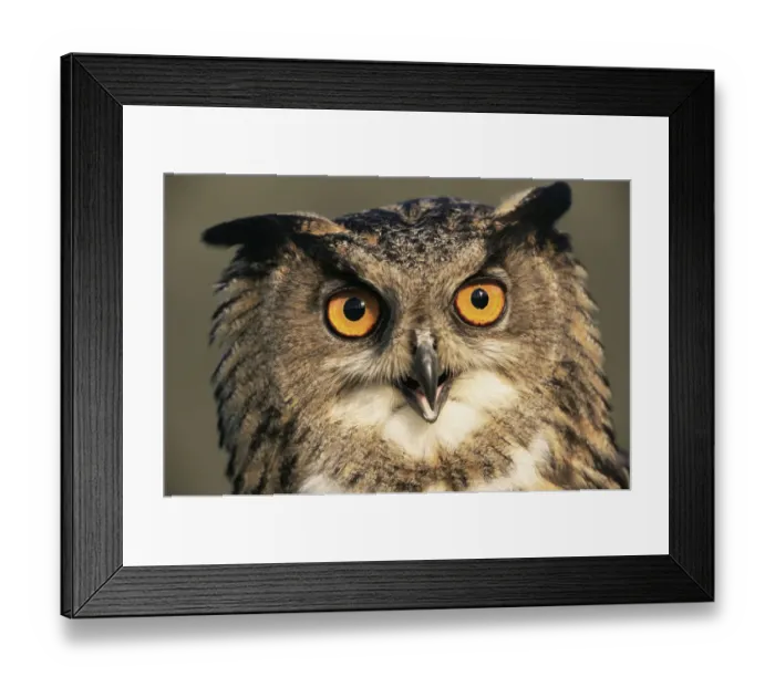 Framed Print : Eagle owl portrait {Bubo bubo} captive, Germany Framed Print : Eagle owl portrait {Bubo bubo} captive, Germany