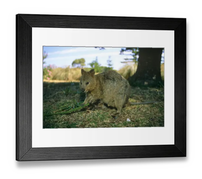 Framed Print : Quokka feeding on vegetation (Setonix brachyurus) Rottnest Island, Australia Framed Print : Quokka feeding on vegetation (Setonix brachyurus) Rottnest Island, Australia