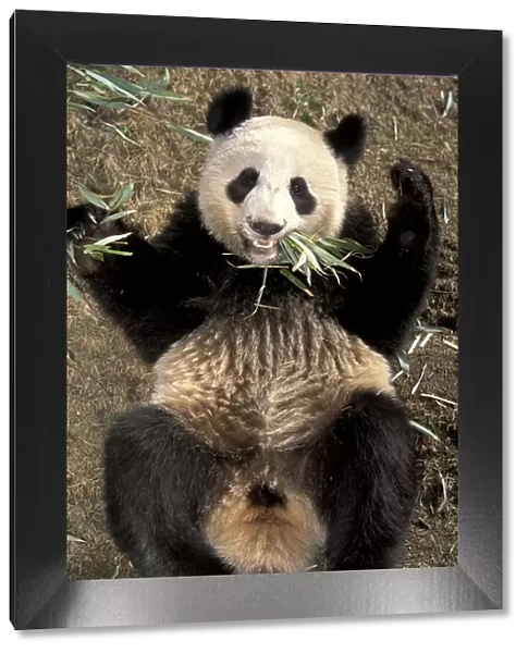 Gaint panda lying on its back {Ailuropoda melanoleuca} Wolong Valley, China