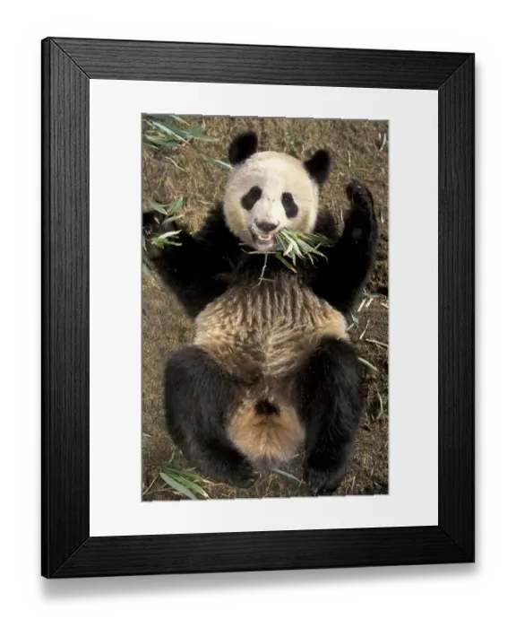 Framed Print : Gaint panda lying on its back {Ailuropoda melanoleuca} Wolong Valley, China Framed Print : Gaint panda lying on its back {Ailuropoda melanoleuca} Wolong Valley, China