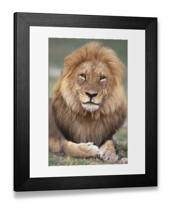 Framed Print : Male African lion in his prime, portrait {Panthera leo} Chobe NP, Botswana