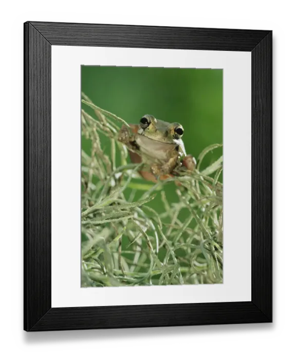 Framed Print : RF- Mexican treefrog 1+Smilisca baudinii+2 on Spanish moss. Texas, USA Framed Print : RF- Mexican treefrog 1+Smilisca baudinii+2 on Spanish moss. Texas, USA