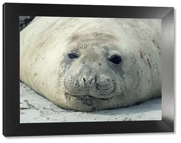 Southern elephant seal head portrait {Mirounga leonina} Falkland Is