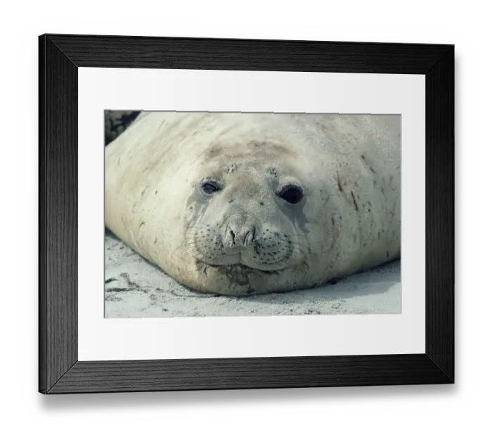 Framed Print : Southern elephant seal head portrait {Mirounga leonina} Falkland Is Framed Print : Southern elephant seal head portrait {Mirounga leonina} Falkland Is