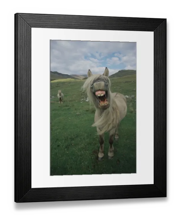 Framed Print : Rhum pony, mouth wide open, Isle of Rhum, Scotland, UK Framed Print : Rhum pony, mouth wide open, Isle of Rhum, Scotland, UK